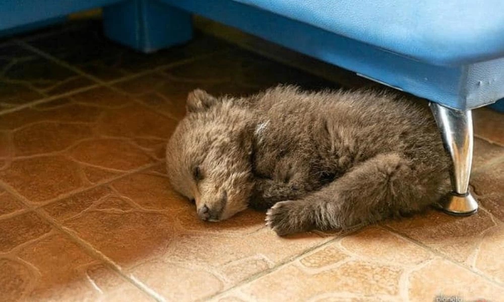 Δείτε πως ένα γλυκύτατο αρκουδάκι παρακαλάει για χάδια